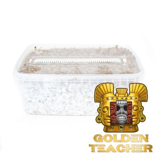 Golden Teacher Magic Mushroom Grow Kit - 2100cc